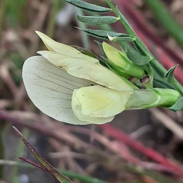 Vicia lutea — flower