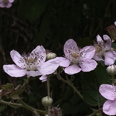 Rubus praecox — flower