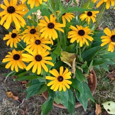 Rudbeckia fulgida — flower
