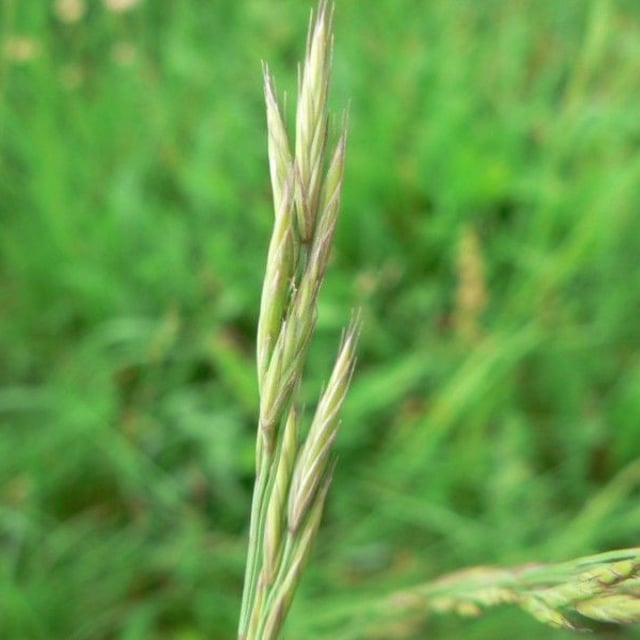 Festuca nigrescens — leaf