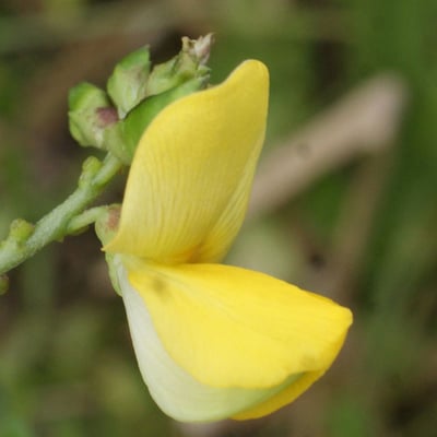 Vigna luteola — flower