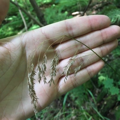 Festuca altissima — flower