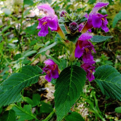 Galeopsis pubescens — flower