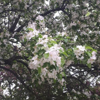 Malus pumila — flower