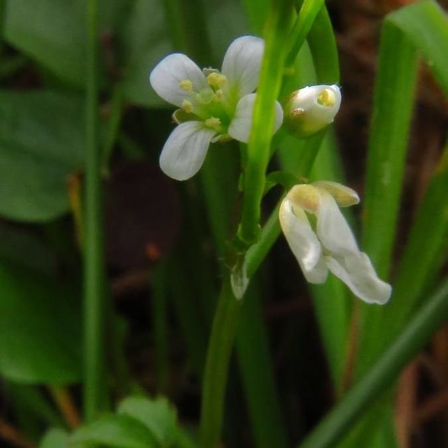 Cardamine flexuosa — flower