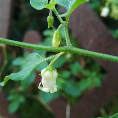 Salpichroa origanifolia — flower