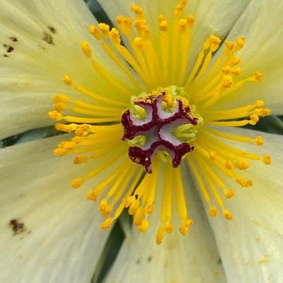 Argemone mexicana — flower