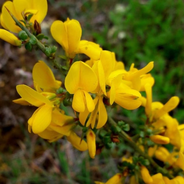 Genista scorpius — flower