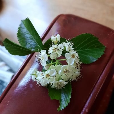 Crataegus crus-galli — flower