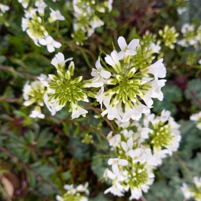 Arabis alpina — flower