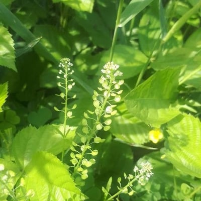 Lepidium virginicum — flower