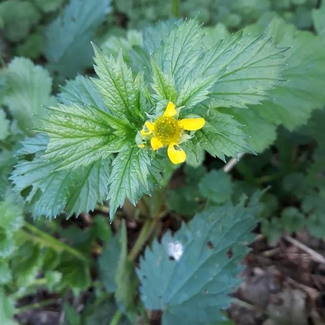 Geum macrophyllum — flower