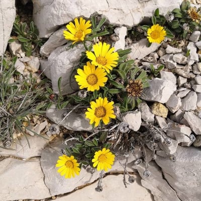 Pallenis maritima — flower