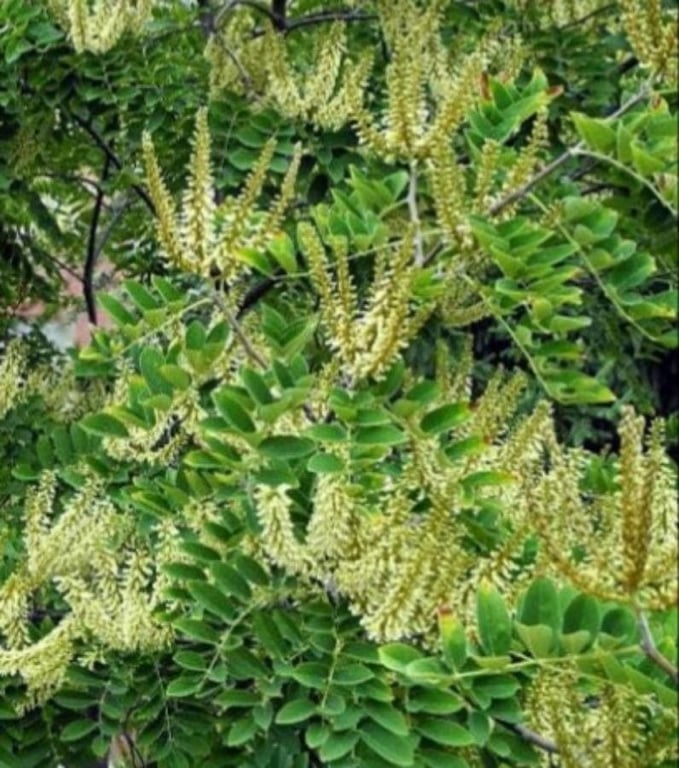 Amur maackia