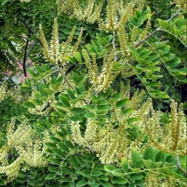 Maackia amurensis — flower