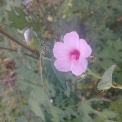 Urena lobata — flower