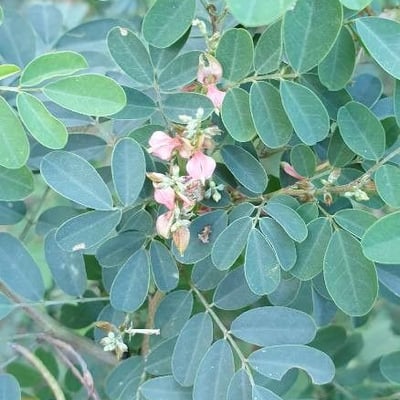 Indigofera tinctoria — flower