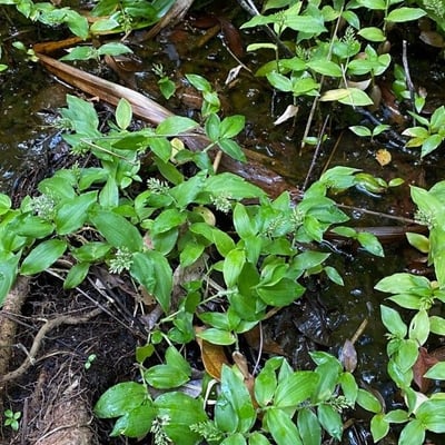Ichnanthus pallens — leaf