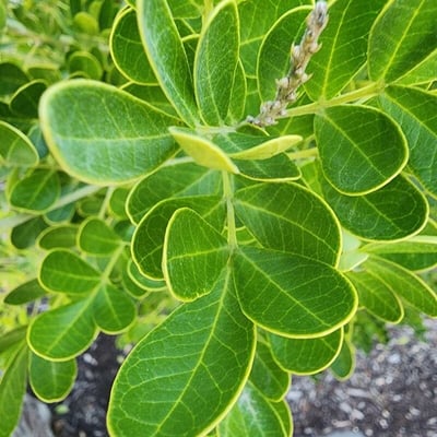 Dermatophyllum secundiflorum — leaf