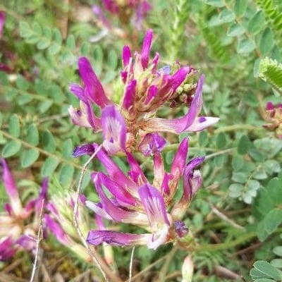 Astragalus hypoglottis — flower