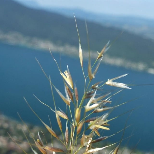 Calamagrostis varia — flower
