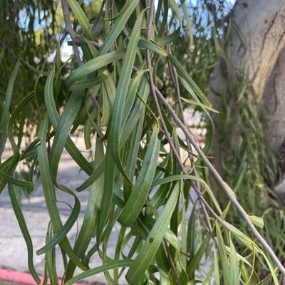 Geijera parviflora — leaf