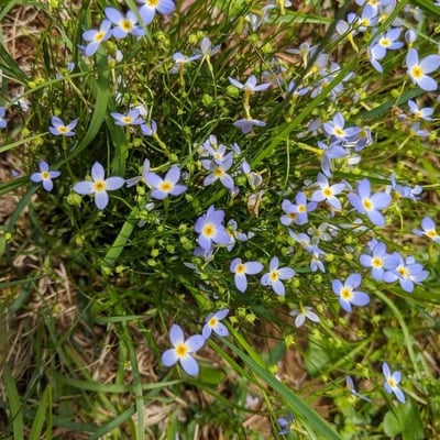Houstonia caerulea — flower