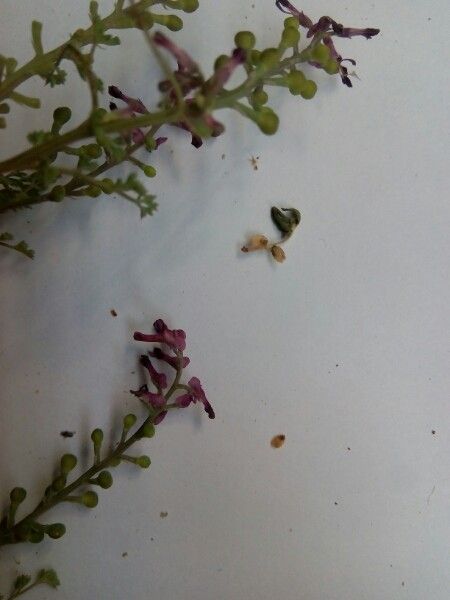 Few-flower fumitory