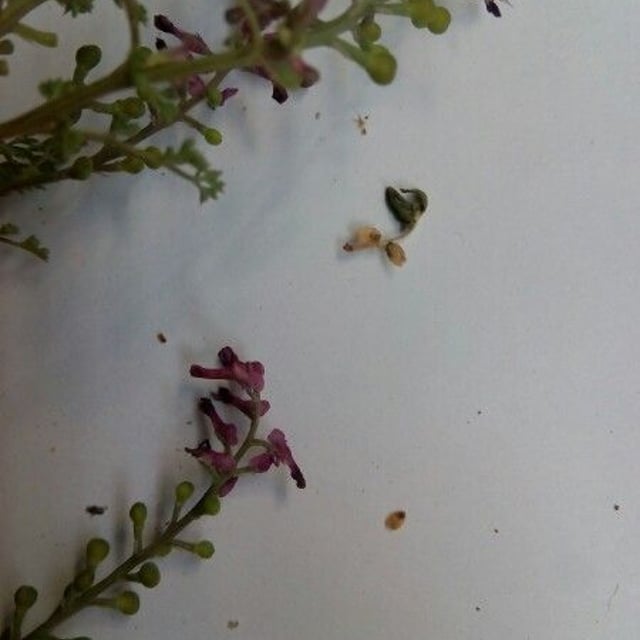 Few-flower fumitory