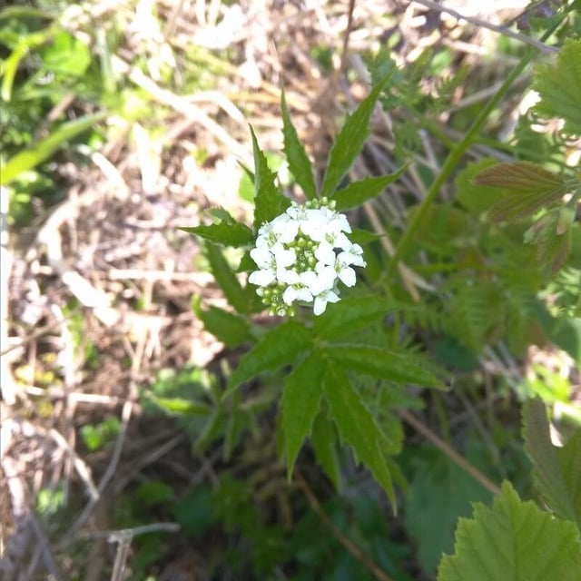 Cardamine leucantha — flower