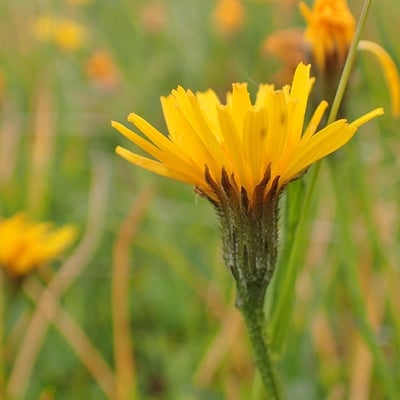 Scorzoneroides helvetica — flower