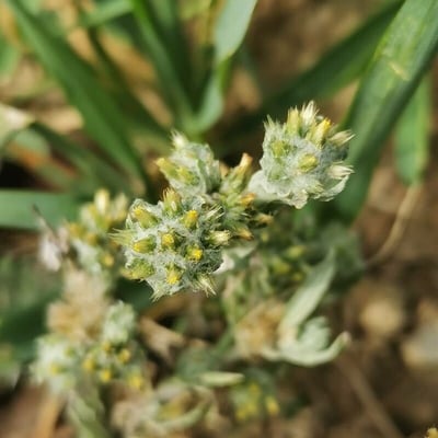 Filago germanica — flower