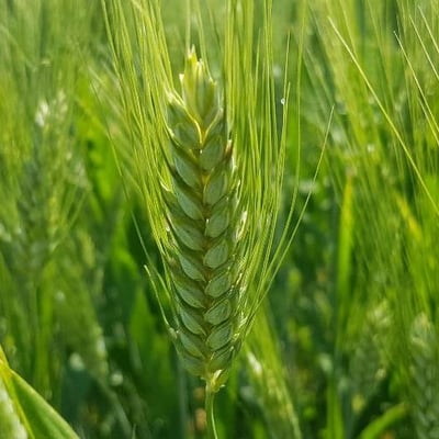Triticum turgidum subsp. durum — flower