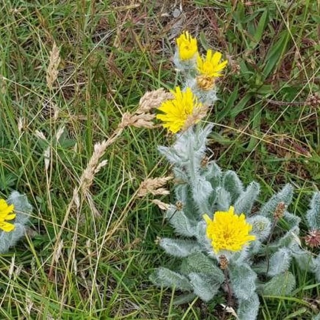 Hieracium villosum — flower