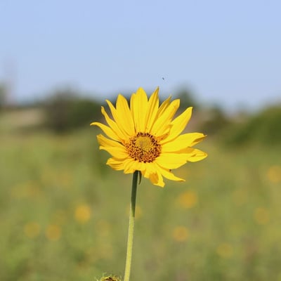 Silphium integrifolium — flower