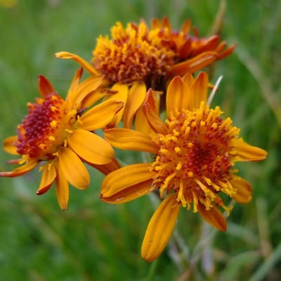 Tephroseris integrifolia — flower