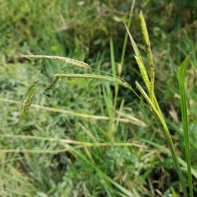 Paspalum urvillei — flower