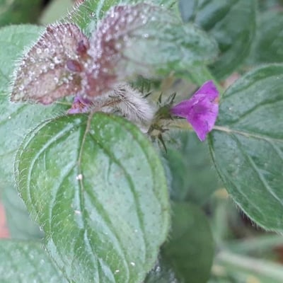 Clinopodium vulgare — flower