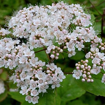 Spiraea media — flower