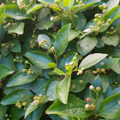 Cotoneaster lucidus — flower