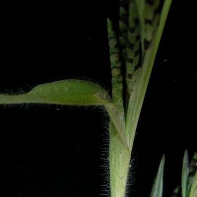 Hackelochloa granularis — habit