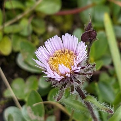 Erigeron uniflorus — flower