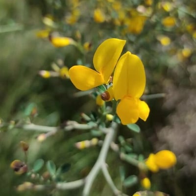 Calicotome spinosa — flower