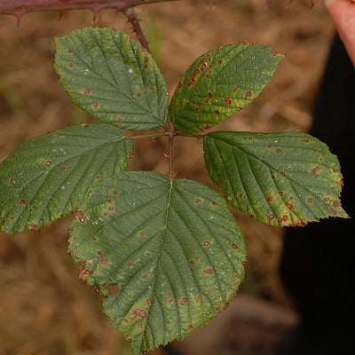 Rubus gracilis — leaf