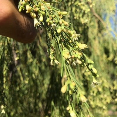 Plocama pendula — flower