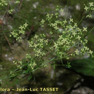 Galium divaricatum — flower