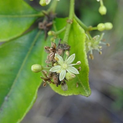 Zanthoxylum asiaticum — flower