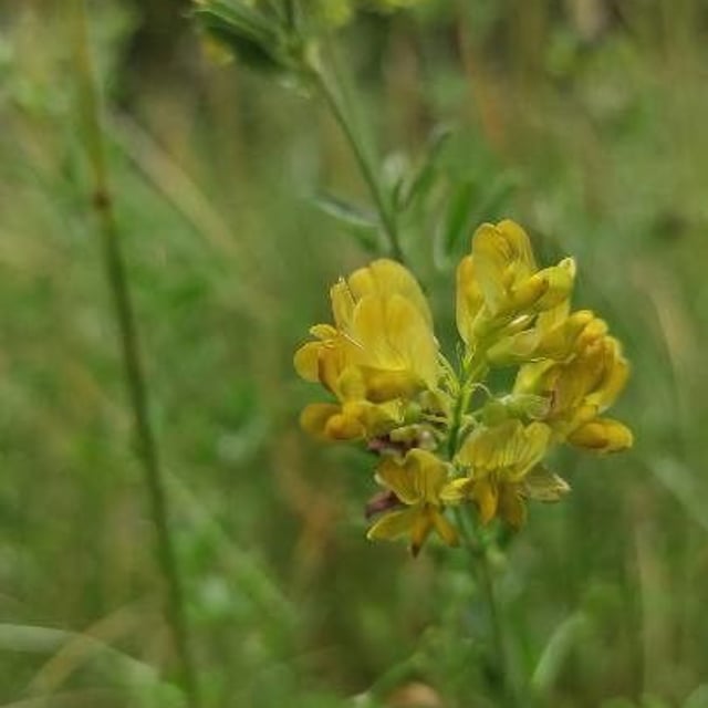 Medicago falcata — flower