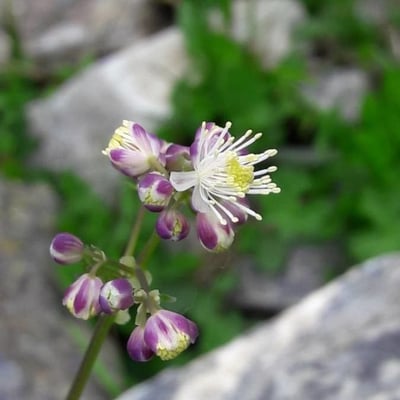 Thalictrum aquilegiifolium — flower