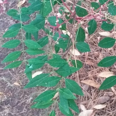 Zanthoxylum schinifolium — leaf